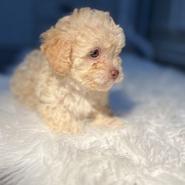 Poodle Puppies from Pawsome Poodles