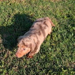 Taffy - Dapple female Dachshund puppy in Lyles, Tennessee from Knox Ridge Dachshunds