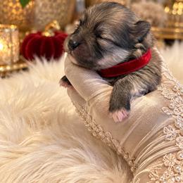 Red Collar - Cream sable male Pomeranian puppy in Monroe, Georgia from Beastly Beauties Huskies & Pomskies