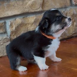 ORANGE - Black and tan female Pembroke Welsh Corgi puppy in Guilford, Indiana from Manning Family Farm
