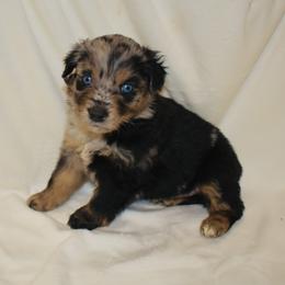 Levi - Blue merle male Miniature Australian Shepherd puppy in Montgomery City, Missouri from Blue Meadow Aussies