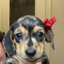 Bandit Girl - Dapple female Dachshund puppy in Guthrie, Oklahoma from Kingdom Mini Dashchunds
