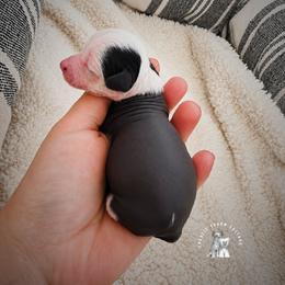 Figaro - Black and white male Chinese Crested puppy in Ocala, Florida from Crestie Charm Cottage
