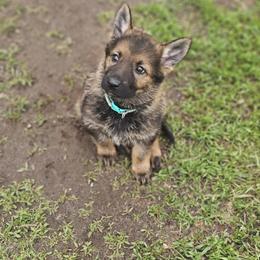 German Shepherd Puppies from Von Thomson Haus