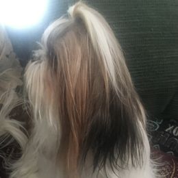 Rhett - Shih Tzu