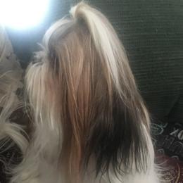 Rhett - Shih Tzu