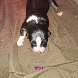BTF- ECLIPSE - Black tri-color female Australian Shepherd puppy in Salem, Arkansas from Patchwork Kennels
