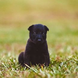 Belgian Malinois Puppies from Blue Shield Malinois
