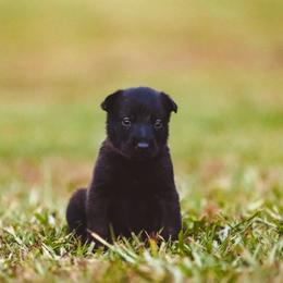 Belgian Malinois Puppies from Blue Shield Malinois