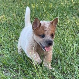 Australian Cattle Dogs from Turquoise Ranch