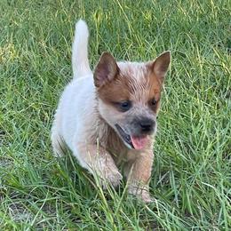 Australian Cattle Dogs from Turquoise Ranch