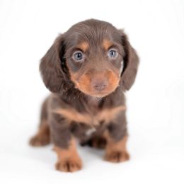 Luca - AKC - Brindle male Dachshund puppy in Neosho, Missouri from A Walk In The Park