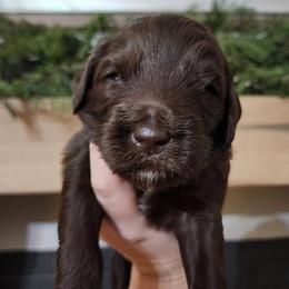 Double Doodle Puppies from Rock Creek Doodles