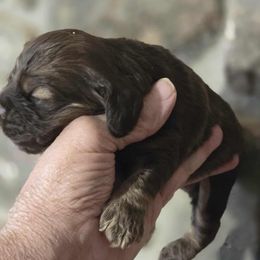 Girl 1 - Brown female Cocker Spaniel puppy in Comfort, Texas from D&D Hill Country Cockers and Chihuahuas