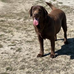 Ember - Labrador Retriever