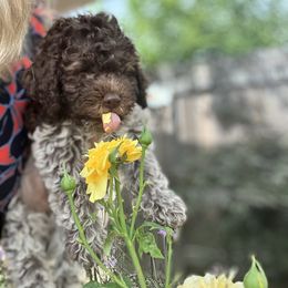 Lagotto Romagnolo Puppies from Anna’s Lagottos