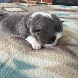 Red Collar Girl Poppy - Blue female Pembroke Welsh Corgi puppy in Paris, Kentucky from Flat Run Corgis