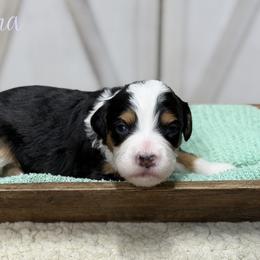 Aurora - Tri-color female Bernedoodle puppy in Henry, Illinois from Rowe Farms Doodles