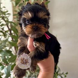 Azalea 4,813 - Black and tan female Yorkshire Terrier puppy in Pittsburg, California from Crystal Garden Yorkies