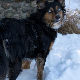 Australian Shepherd puppies from NewFound Lake Aussies
