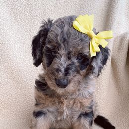 Goldendoodle Puppies from Luneckas Litters