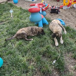 Anatolian Shepherd Dog All Grown Up from Schmahl Family Farms