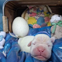 Boy 7 - White male Boxer puppy in Pikeville, Kentucky from Boxers of Whispered Wishes