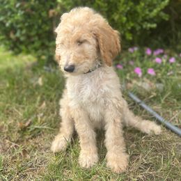 Australian Labradoodle, Goldendoodle, and Poodle All Grown Up from Grammy's Puppy Love