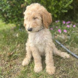 Australian Labradoodle, Goldendoodle, and Poodle All Grown Up from Grammy's Puppy Love