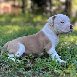 Manny Pacquio - White and black male American Bulldog puppy in Pace, Florida from Genesis American Bulldogs