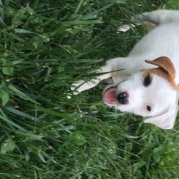 Russell Terrier Puppies from Woodside
