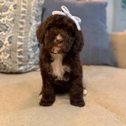 Shimmer - Chocolate female Cavapoo puppy in Colcord, Oklahoma from Copper Lane Aussies, Doodles & Cavapoos