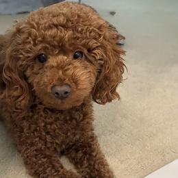 Cavapoos and Poodles from Little Latte Poodles