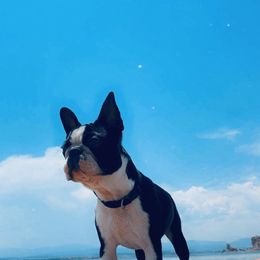 Boston Terrier and French Bulldog Puppies from LEBulldogs