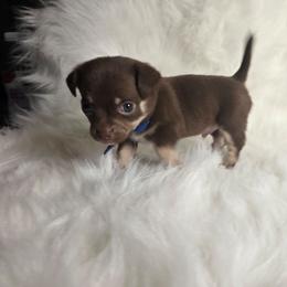 Scooby - Chocolate and tan male Chihuahua puppy in Plainfield, Indiana from Abby's Pampered Pooches