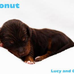 Coconut - Chocolate male Australian Labradoodle puppy in Diamond Bar, California from Furrytaildoodles