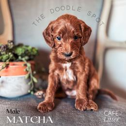 Goldendoodle Puppies from The Doodle Spot