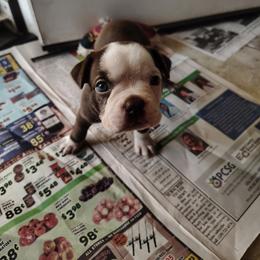 Cade - Red male Boston Terrier puppy in Headland, Alabama from Crystal Carlisle's Boston Terriers
