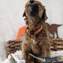 Cavapoo and Whoodle Puppies from Gardner Lane Puppies