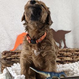 Cavapoo and Whoodle Puppies from Gardner Lane Puppies