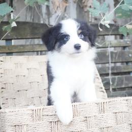 Iron Man - Black tri-color male Australian Shepherd puppy in Victoria, Texas from Silvermist Australian Shepherds
