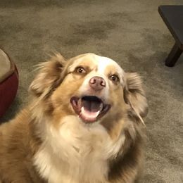 Teagan - Miniature Australian Shepherd