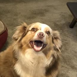 Teagan - Miniature Australian Shepherd