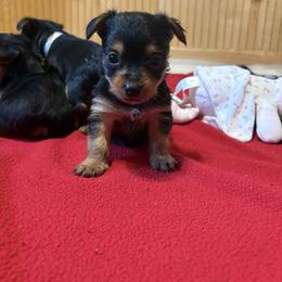 Rowdy - Black and tan male Yorkshire Terrier puppy in Jayess, Mississippi from Barbara Clark