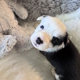 Boy 3 - Green Collar - Black and white male Cardigan Welsh Corgi puppy in Grants Pass, Oregon from Rockin’ DA Corgis & Critter Transport LLC