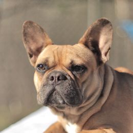 Cookie - French Bulldog