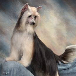 Ellie - Chinese Crested