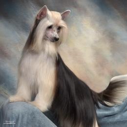 Ellie - Chinese Crested
