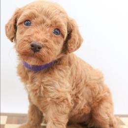 Purple - Caramel female Labradoodle puppy in Lexington Park, Maryland from SUNNY SIDE DOODLES