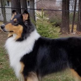 Collies from Blackmoor collies